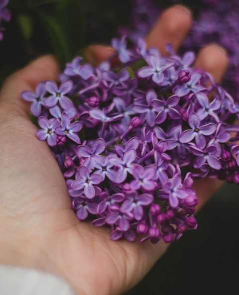 Garden Exteriors, Lilac flowers in hand