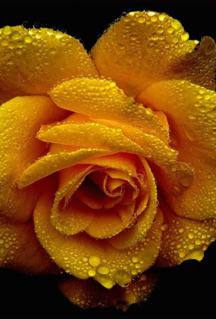 Latest Sale, Garden exterior design, Yellow Rose