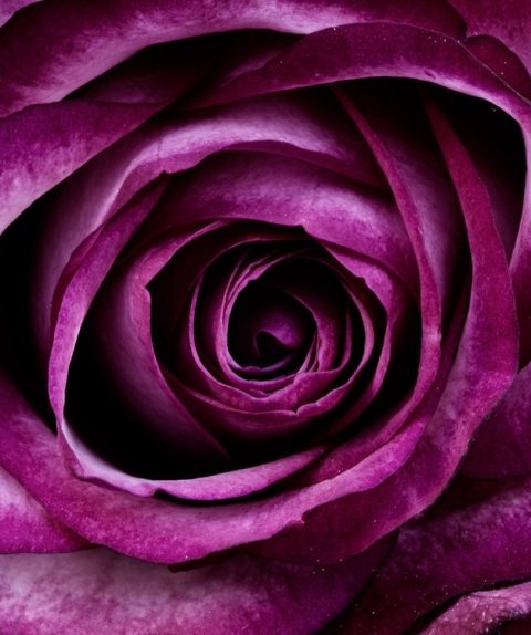 Latest Sale Garden exteriors, Purple rose