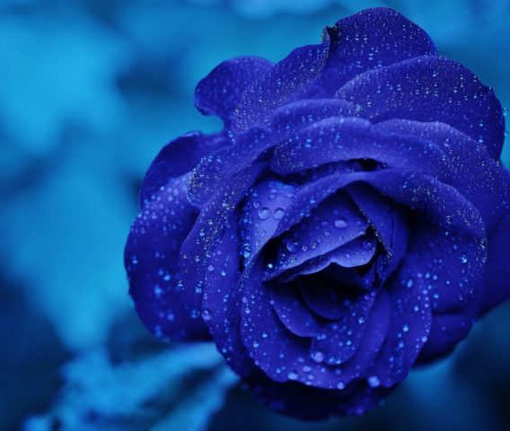 Latest Sale interior design, electric blue rose, blue background