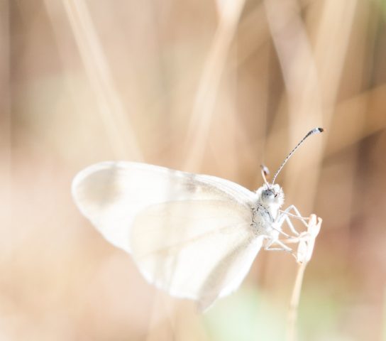 Latest Sale Garden Interiors, White butterfly
