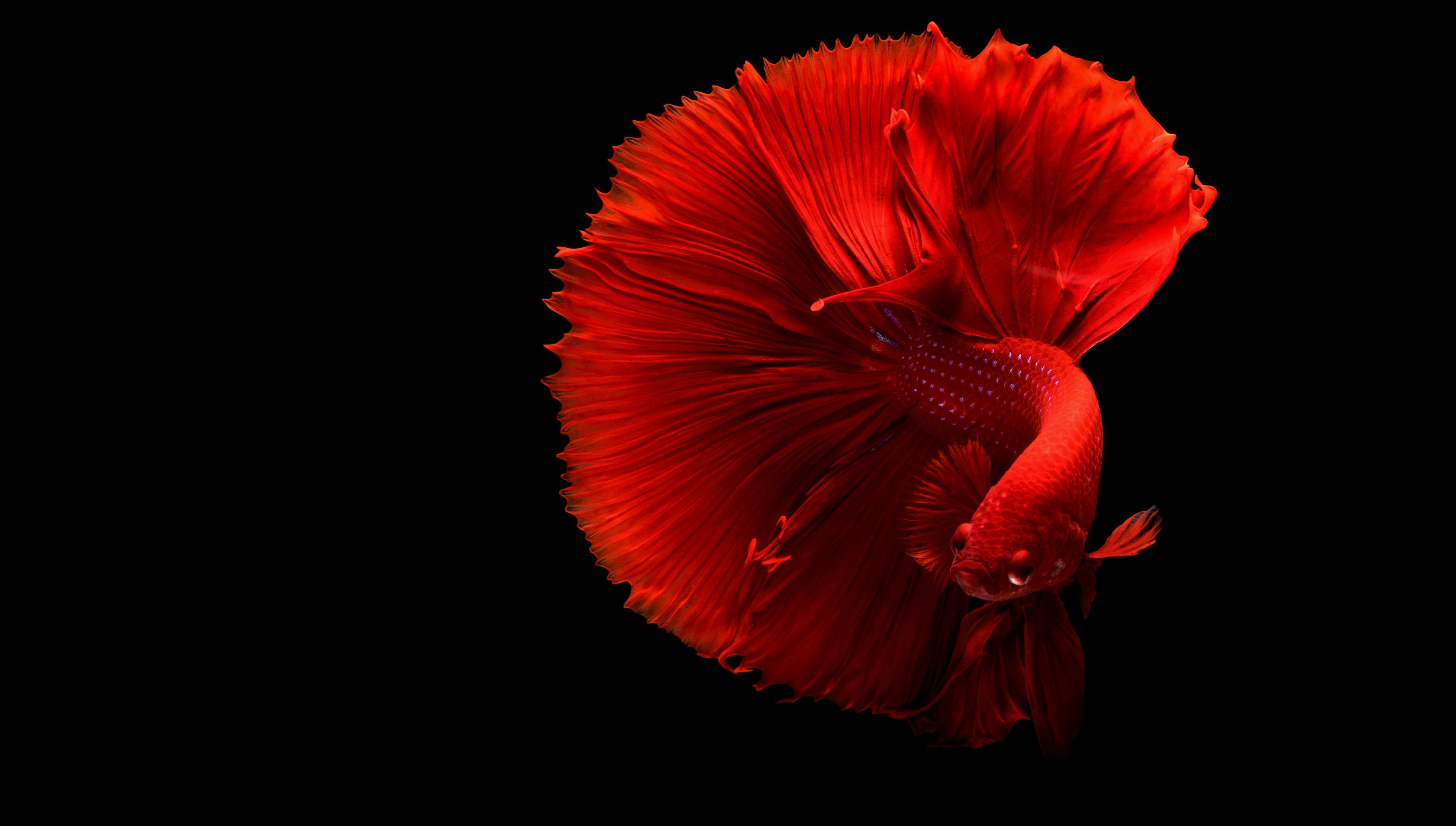 Latest Sale Interiors, red siamese fighter fish in tank 4000 × 2271
